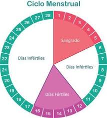 fases de la menstruacion wikipedia fases de la menstruacion wikipedia