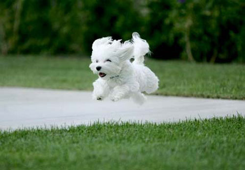 Cute White Poodle Puppy