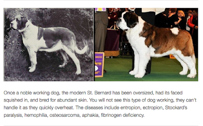 https://dogbehaviorscience.wordpress.com/2012/09/29/100-years-of-breed-improvement/