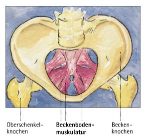 Wechseljahre-Info: Beckenbodenmuskulatur - Aufbau und Bedeutung