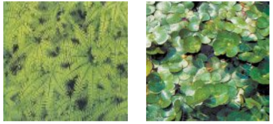 Suplir (Adiantum cuneatum) dan Semanggi (Marsilea crenata)