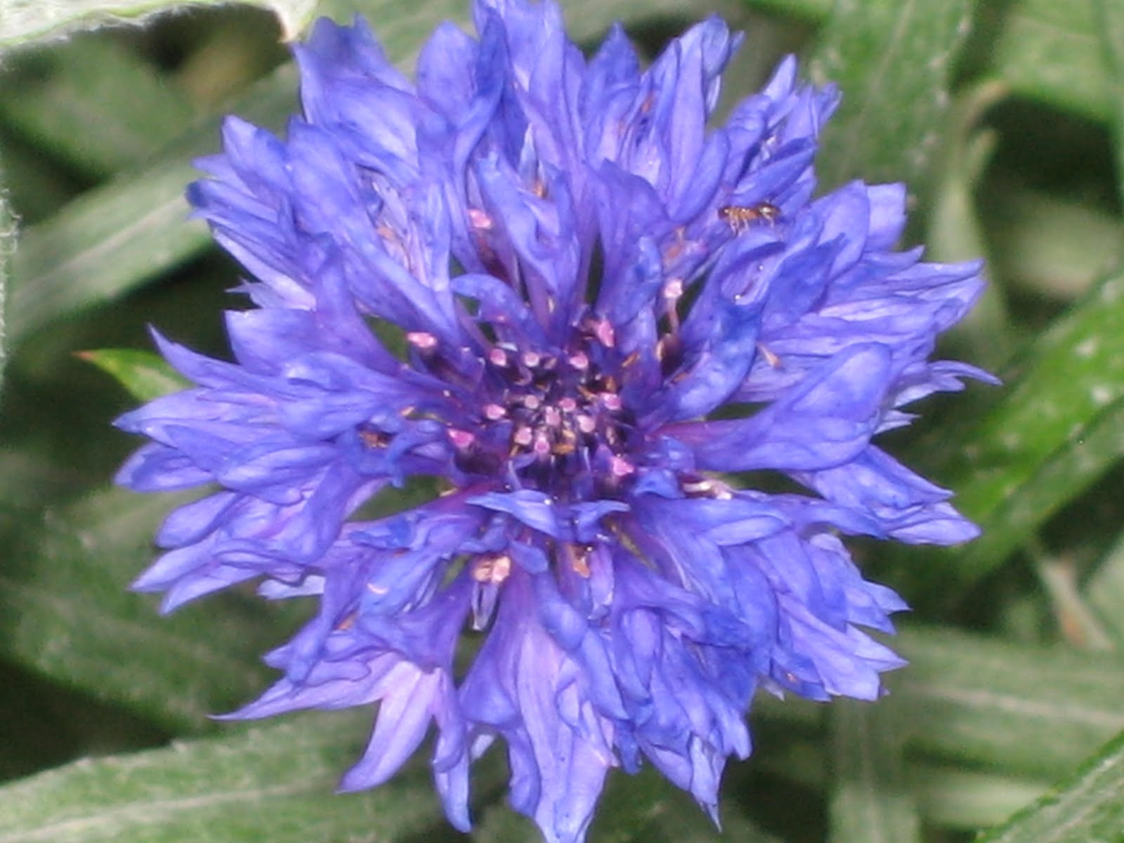 Lisa Bonassin's Garden What's Blooming Now Cornflowers 04/22/2010