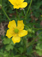 Buttercup flower along Bayou Teche