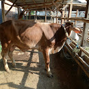 Harga Hewan Qurban/Kurban Tahun 1439 H Harga Hewan Qurban/Kurban Tahun 1439 H
