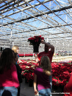 From the High School Lesson Book - A Poinsettia PhotoJournal (Greenhouse Field Trip) on Homeschool Coffee Break @ kympossibleblog.blogspot.com #homeschool #fieldtrip 