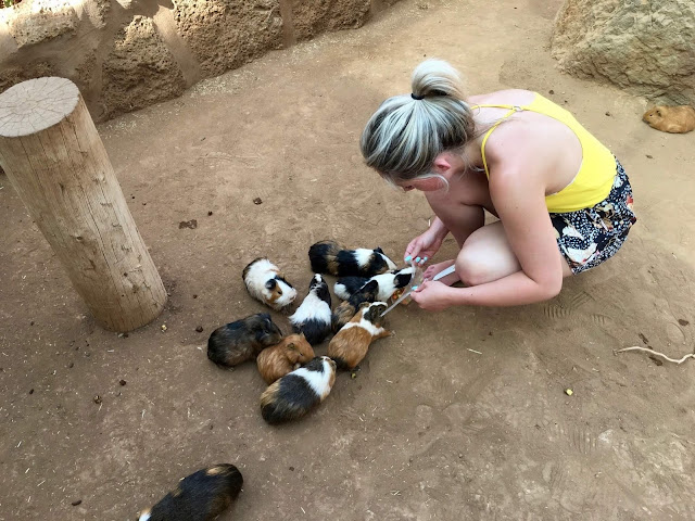 Monkey-park-los-cristianos-feeding-guinnea-pigs Monkey-park-los-cristianos-feeding-guinnea-pigs