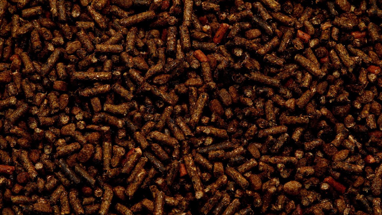 Wheat Feed For Horses Horse Choices