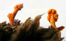 Ophiocordyceps variabilis orange stromata and perithecial ostioles