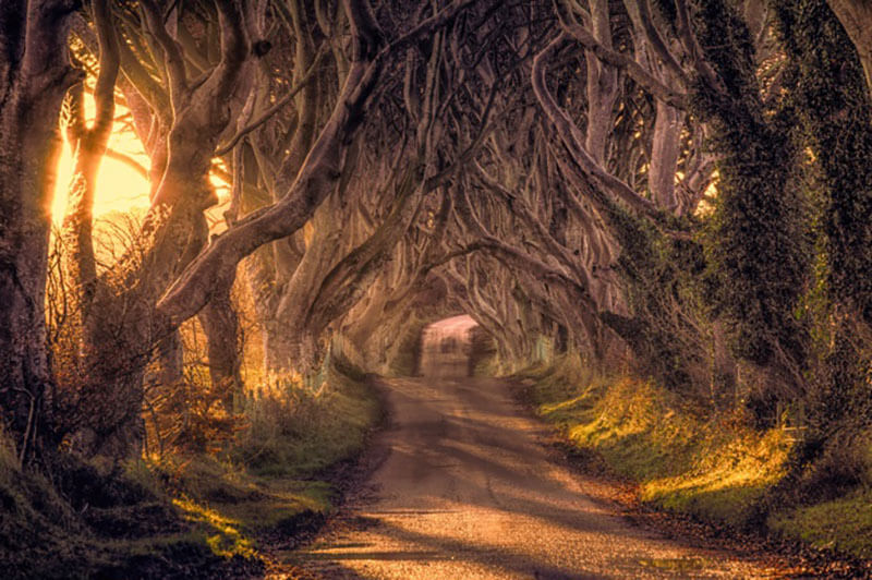 32 Stunning Places on Earth You Should Visit Before You Die - Dark Hedges, UK 32 Stunning Places on Earth You Should Visit Before You Die - Dark Hedges, UK