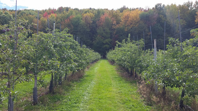 December Picture Post-A-Thon Continues:  Fall 2016 Apple Picking --How Did I Get Here? My Amazing Genealogy Journey