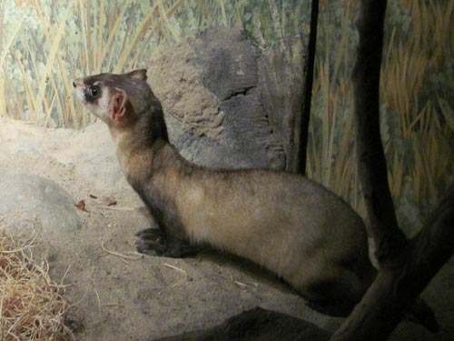 Black-Footed Ferret Black-Footed Ferret