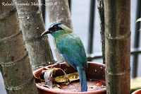 Momoto común ó Bobo, Blue crowned Motmot, Momotus momota