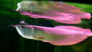 Gambar Ikan arwana Cara ternak ikan arwana di akuarium