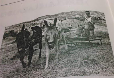 Los milacres del “Sebeta” 4, LA TIARRA, mules, burros Los milacres del “Sebeta” 4, LA TIARRA, mules, burros