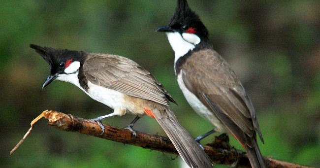 33++ Burung serindit jantan terupdate