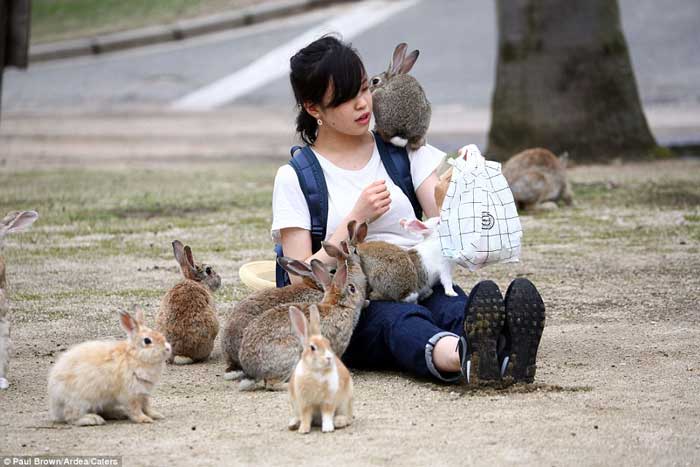rabbit island in japan rabbit island in japan