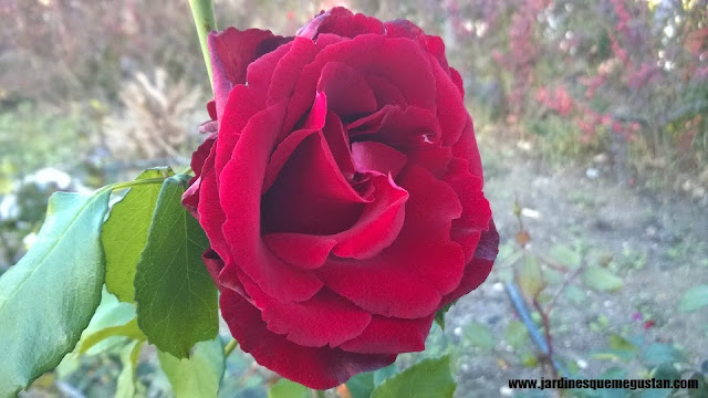 planta, rosal de flor burdeos