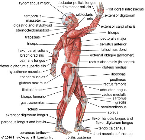 Muscular System Muscles Parts And Functions 72