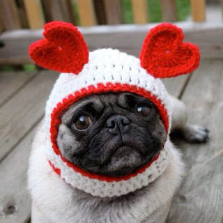 Funny Pug in Costume on Valentine's Day February 14th