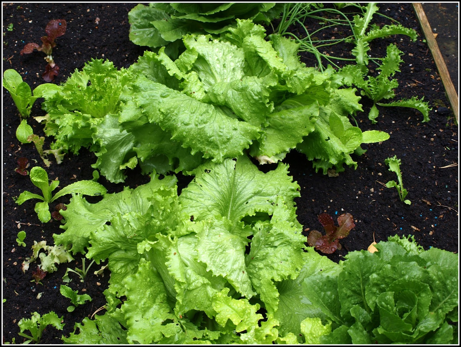 Mark's Veg Plot Chalk and cheese or is it the sublime and the