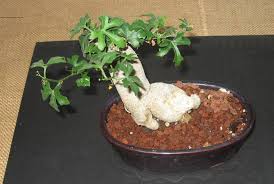 Top Grafting Dan Slide Grafting Tanaman Bonsai