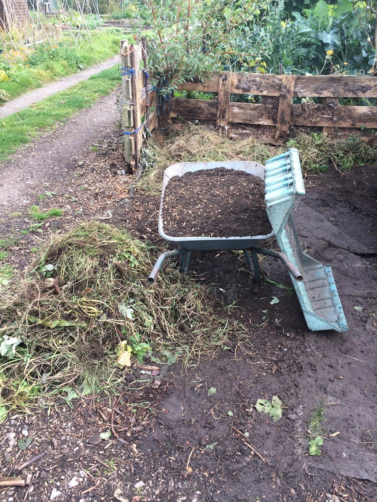 Allotment Garden The Way I Get Rid Of Couch Grass Elymus Repens