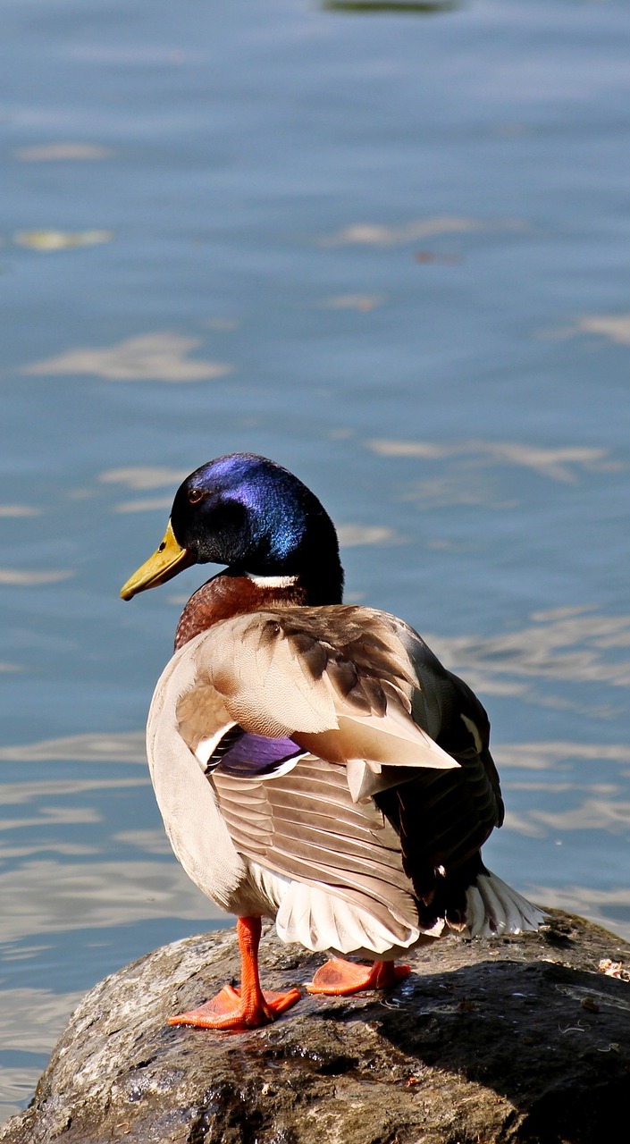Picture of a beautiful duck.