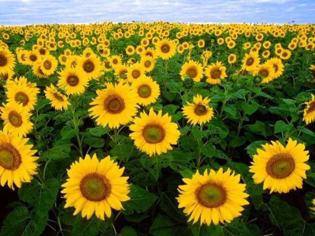 Pictures Of Flowers Sunflower Pictures Of Flowers Sunflower