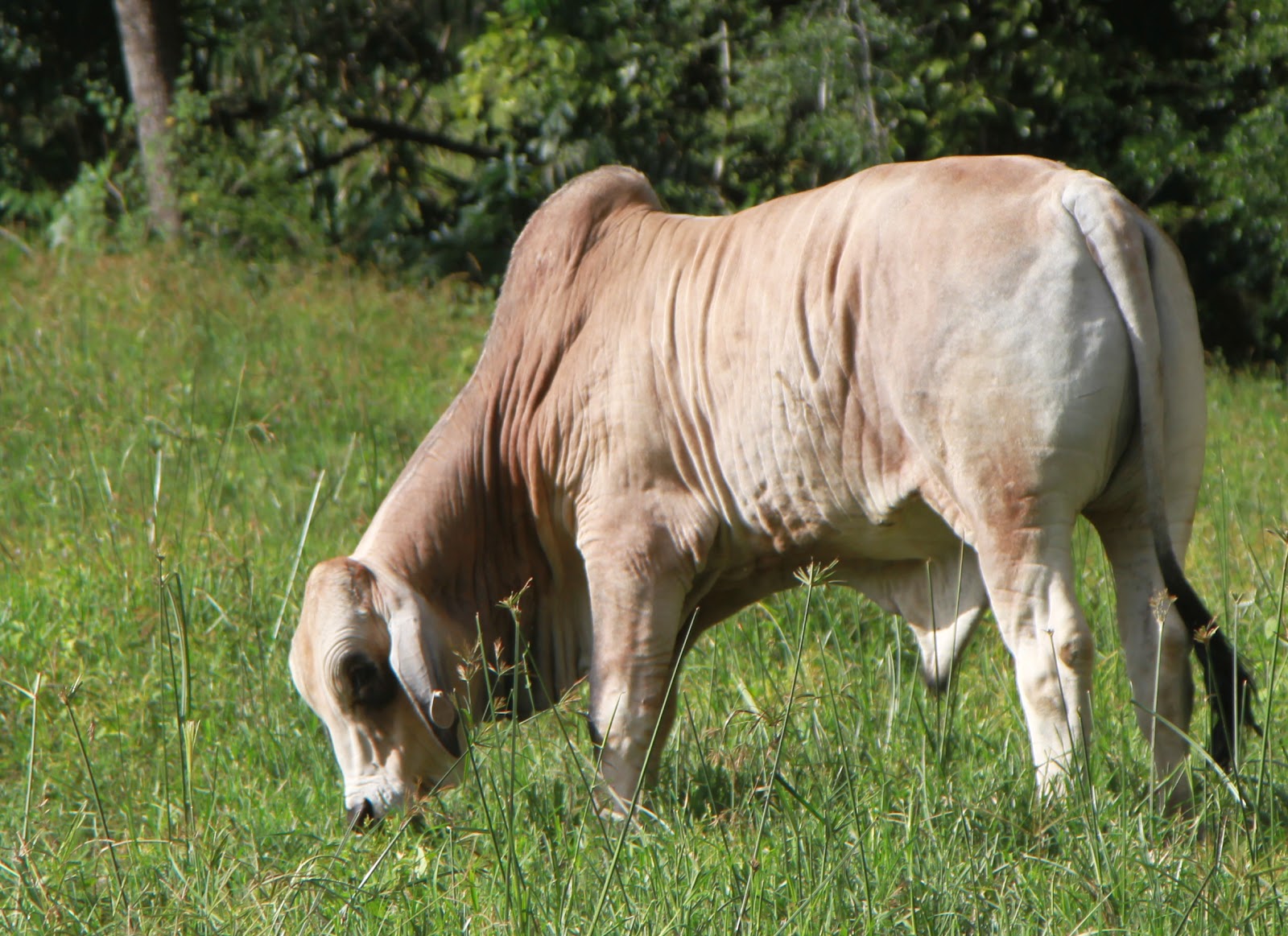 Lindley Park Brahmans Young Bulls
