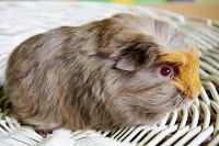 Avalanche Piggyboo Świnka morska rasy coronet w umaszczeniu lilac-golden