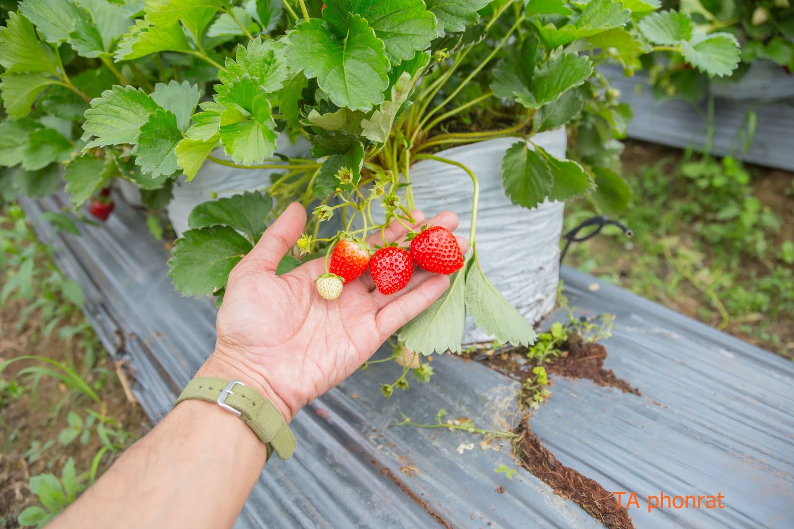 ท่องเที่ยวเมืองโคราช ไปเก็บ Strawberry Pickingไร่แผ่นดินทอง Khao Yai
