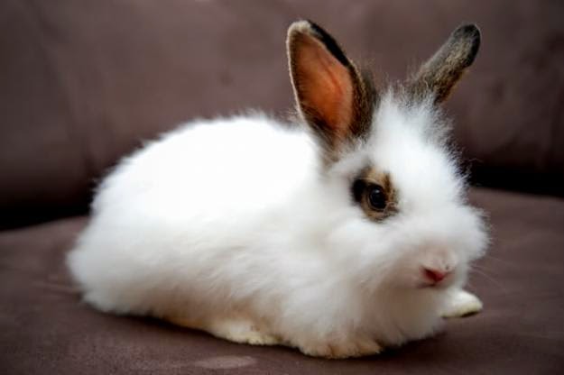gambar hewan - foto kelinci anggora