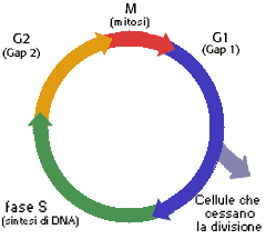 Il ciclo cellulare mitotico
