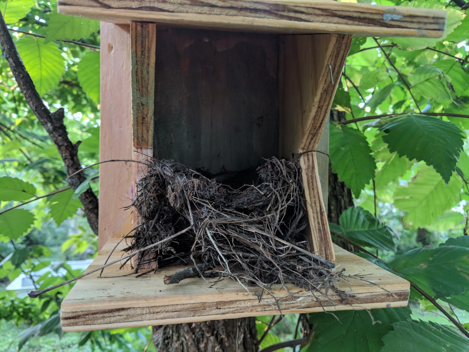 Robin's Nesting Shelf With Nest