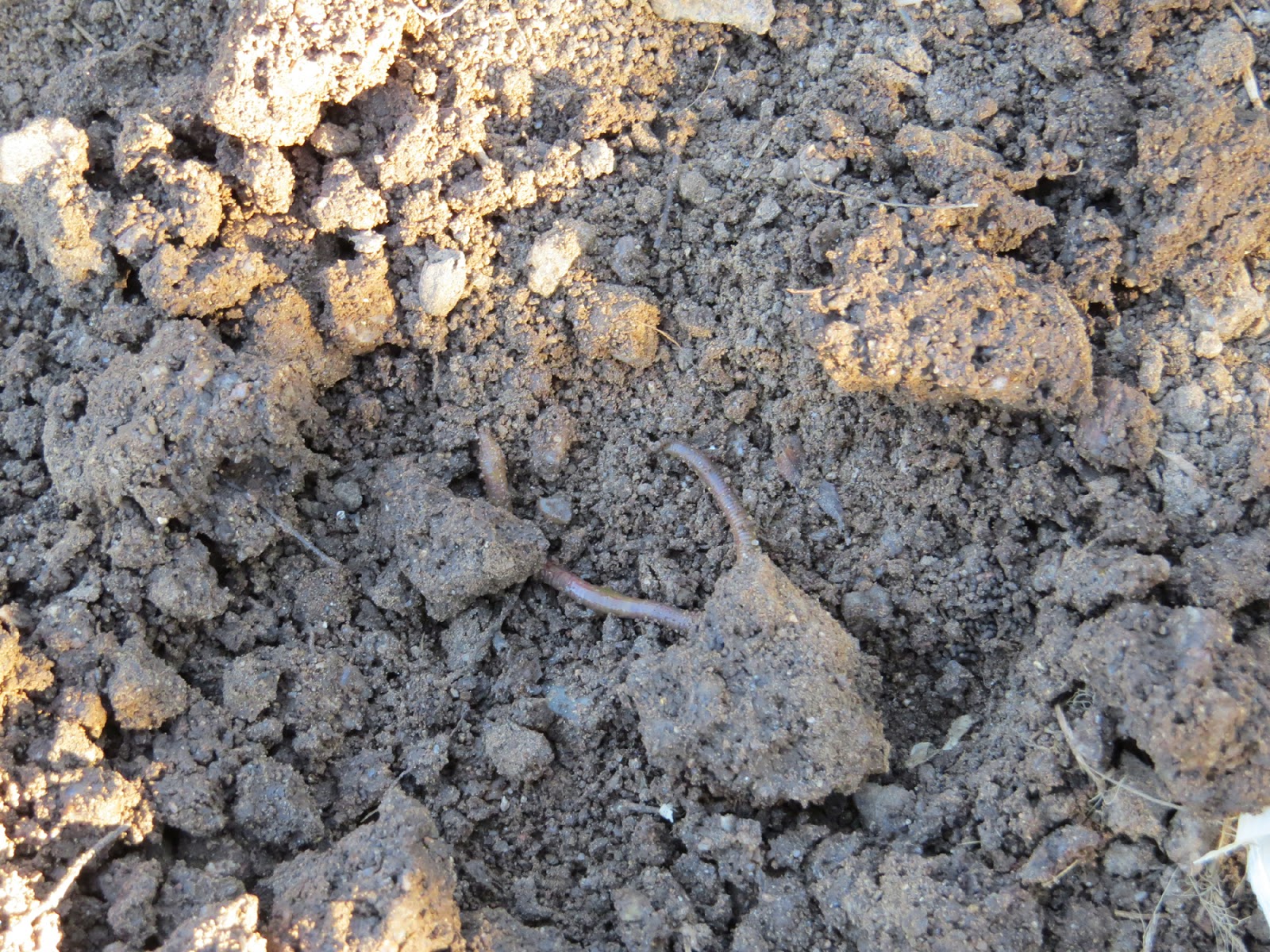 Rare Tapeworm Found Inside Patients