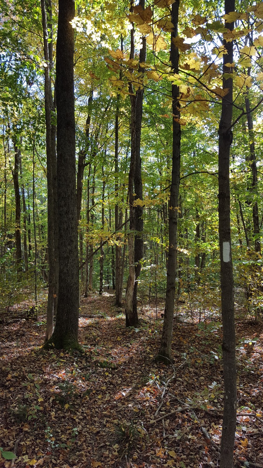 Sara Hikes... But Not Enough North Country Trail Stoney Brook Road