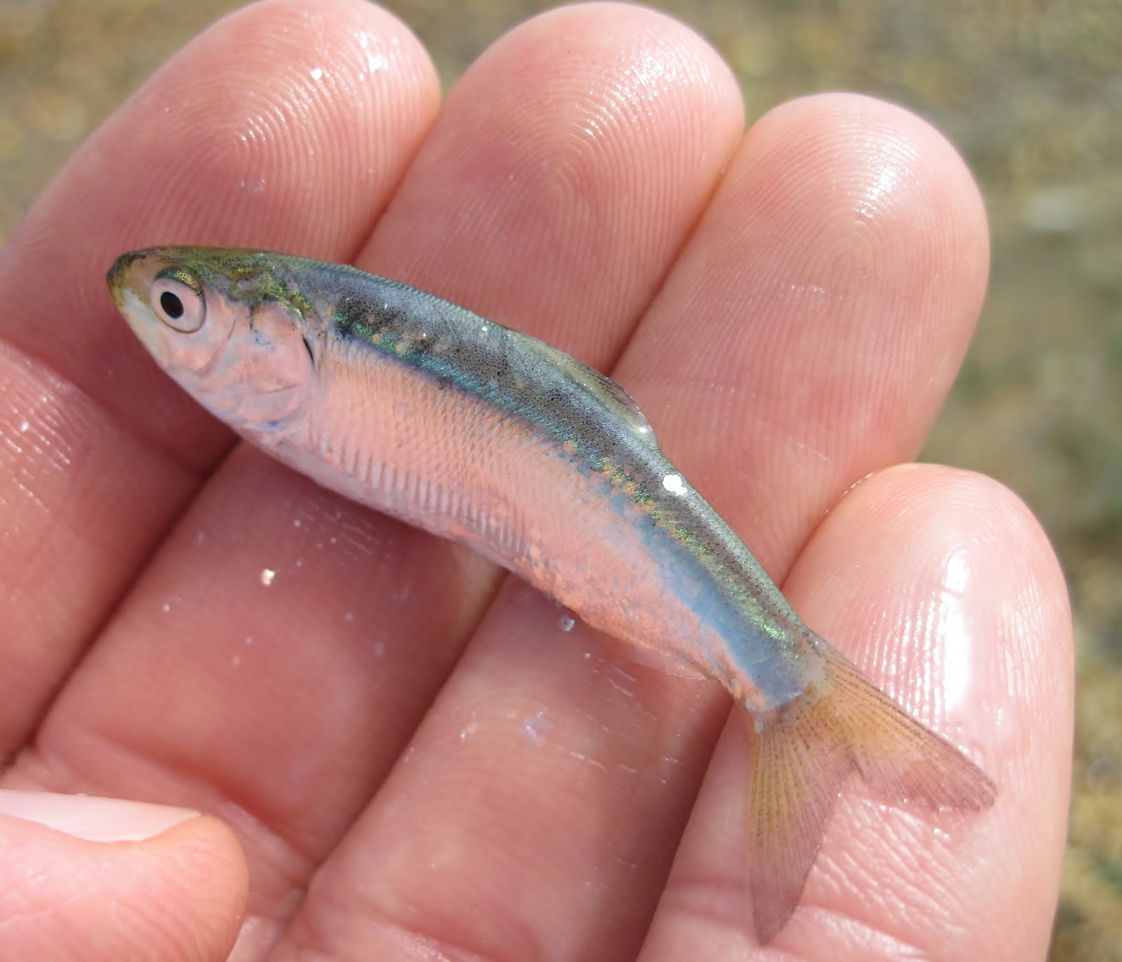 nature-on-the-edge-of-new-york-city-baby-sea-creatures-found-in-a