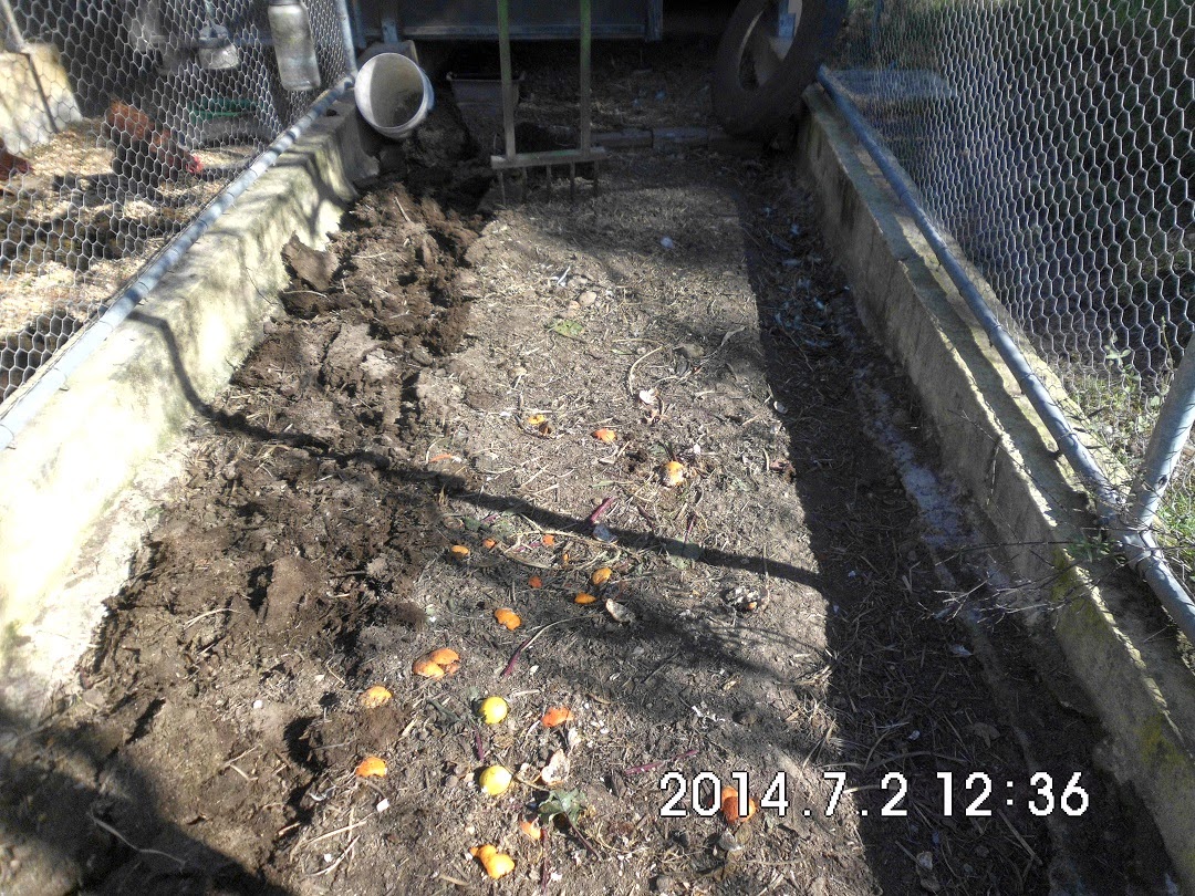 Adventures on Home Hill Farm Sawdust or Shavings for Chicken Run Mulch