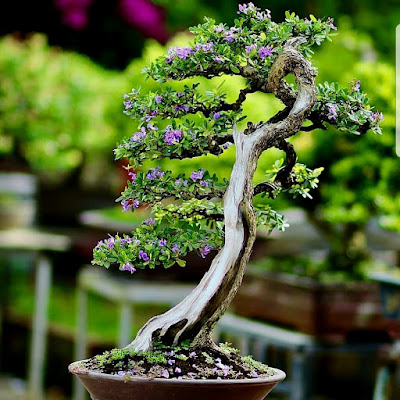Gambar Bonsai Saeng Simbur