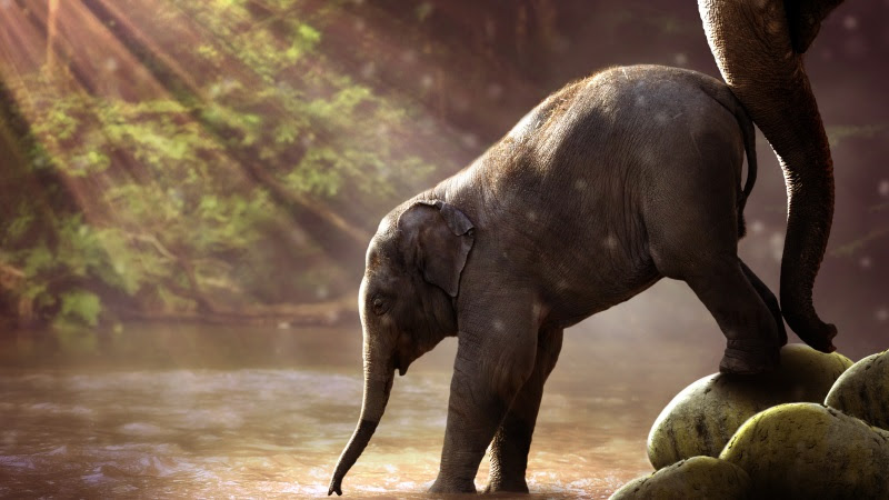 Young Elephant