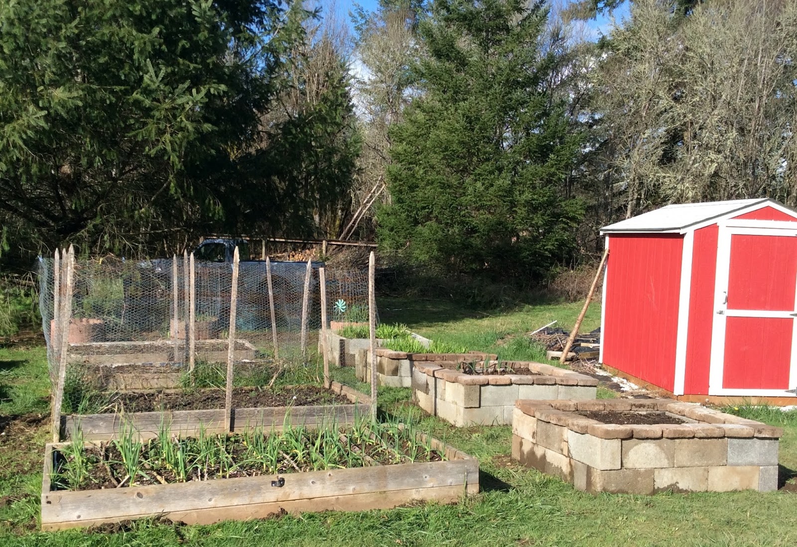Daniel's Pacific NW Garden Raised Beds Earlier, Warmer, Easier. Progress Report. 3.4.16