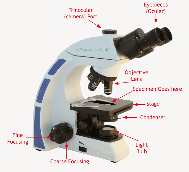 Image explaining how a light microscope works.