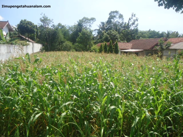 Pengertian dan Contoh Gejala Alam Biotik dan Abiotik dalam