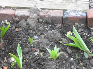 Odds and Ends: Gardening with Lilies of the Valley