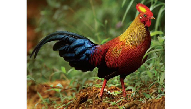 Sri Lanka Holiday Directory: Sri Lanka at a glance