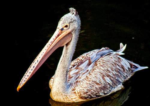 Nepal bird picture - Spot-billed pelican (Pelecanus philippensis)