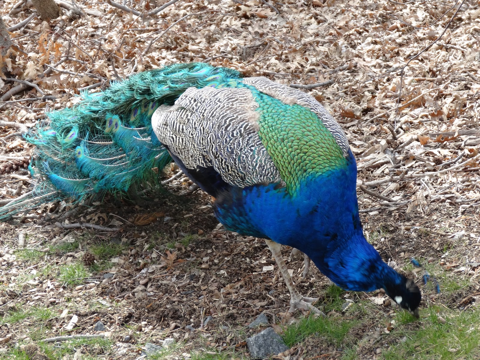 Stu @ the Zoo: Bronx Zoo - New York City