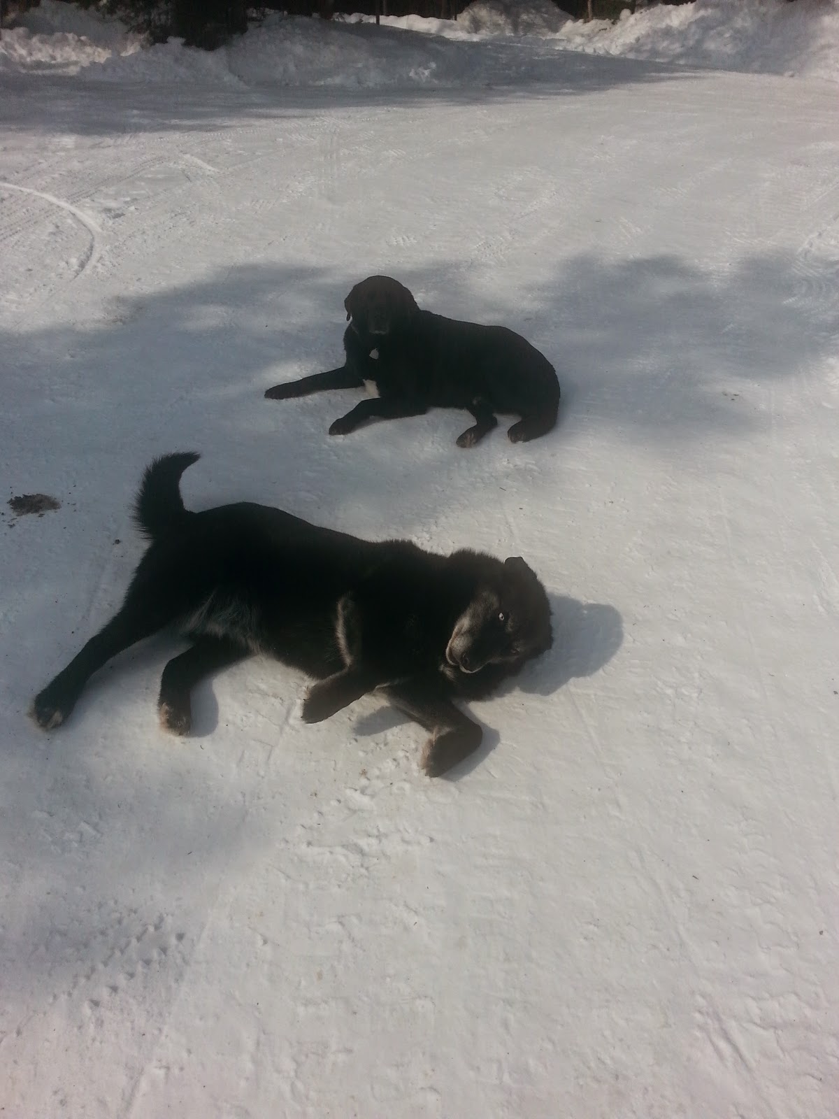 Go West Old Pups The Walking Stick go-west-old-pups-the-walking-stick
