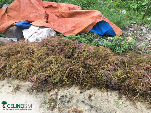 agar-agar seaweed agal-agal zamboanga