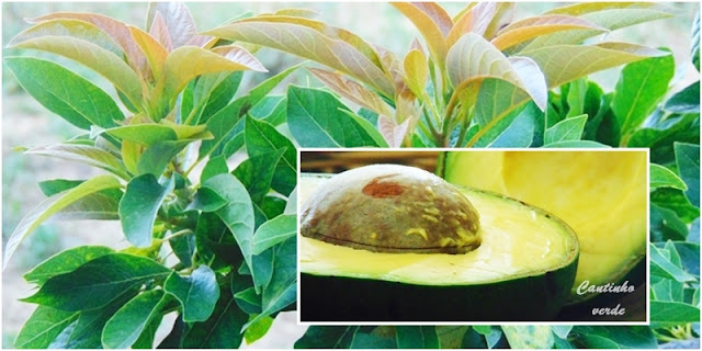 Abacate Cultivo do abacateiro abacate